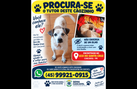 Cachorra desapareceu no bairro Santa Cruz