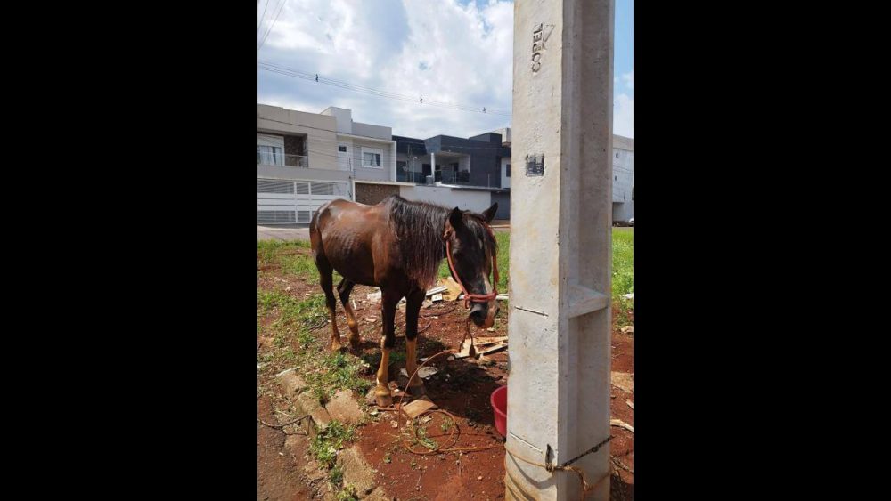 Cavalo é encontrado no bairro Angra dos Reis Imagem referente a Cavalo é encontrado no bairro Angra dos Reis