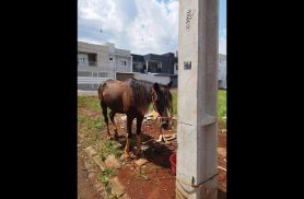 Cavalo é encontrado no bairro Angra dos Reis