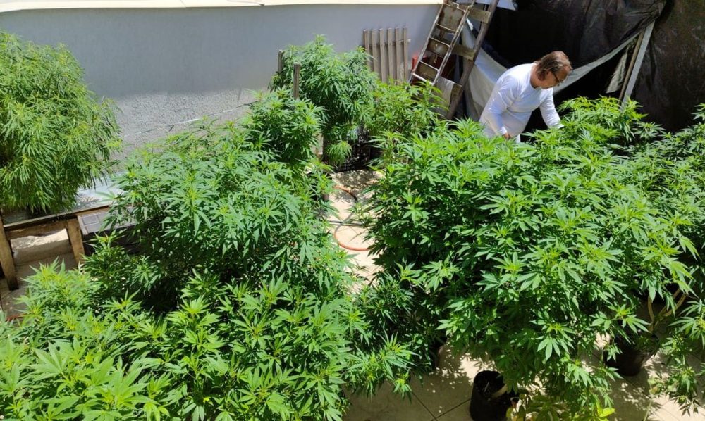 Feira em Fortaleza defende políticas sobre drogas com justiça social Imagem referente a Feira em Fortaleza defende políticas sobre drogas com justiça social