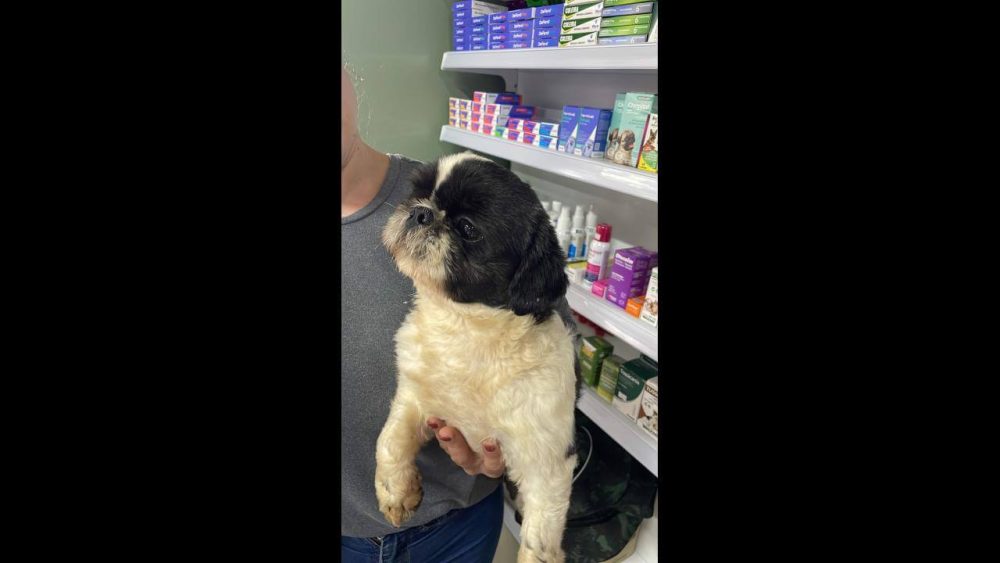 Imagem referente a Cachorro é encontrado no bairro Santa Cruz