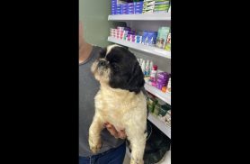 Cachorro é encontrado no bairro Santa Cruz