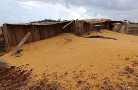 Carreta carregada com milho tomba entre Novo Sarandi e Vila Ipiranga