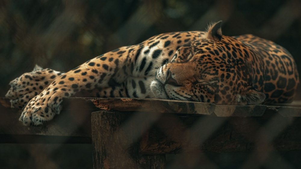 Imagem referente a Dia Nacional de Defesa da Fauna chama atenção para o combate ao tráfico de animais
