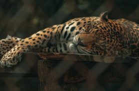 Dia Nacional de Defesa da Fauna chama atenção para o combate ao tráfico de animais