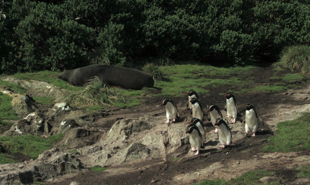 Imagem referente a Série documental Criaturas do Grande Azul estreia na TV Brasil