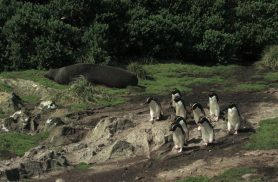 Série documental Criaturas do Grande Azul estreia na TV Brasil