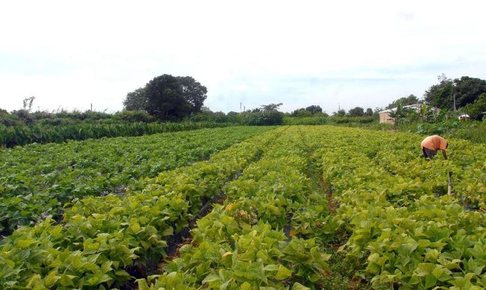 Segurança alimentar e povos indígenas têm R$ 64,3 milhões em crédito Imagem referente a Segurança alimentar e povos indígenas têm R$ 64,3 milhões em crédito