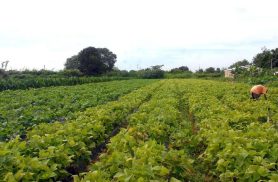 Segurança alimentar e povos indígenas têm R$ 64,3 milhões em crédito