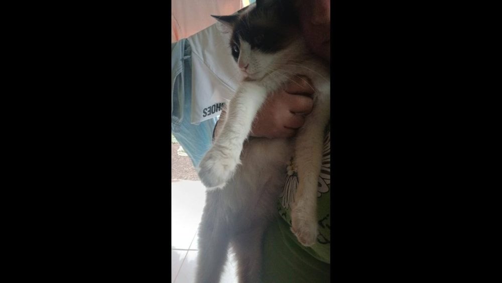 Imagem referente a Gata Keyt desapareceu no bairro Floresta