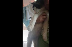 Gata Keyt desapareceu no bairro Floresta