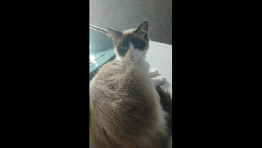 Imagem referente a Gata Keit desapareceu no bairro Floresta