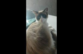 Gata Keit desapareceu no bairro Floresta