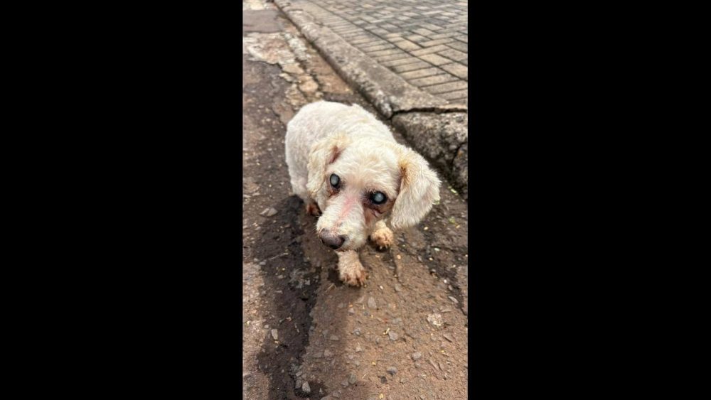 Imagem referente a Cachorro é encontrado no bairro Tropical II