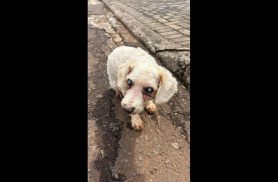 Cachorro é encontrado no bairro Tropical II