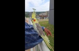 Calopsita é encontrado no bairro Floresta Calopsita é encontrado no bairro Floresta