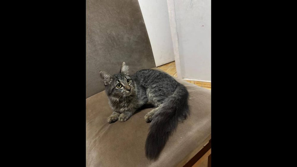 Imagem referente a Gata Nina desapareceu no bairro Parque São Paulo