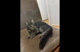 Gata Nina desapareceu no bairro Parque São Paulo Gata Nina desapareceu no bairro Parque São Paulo