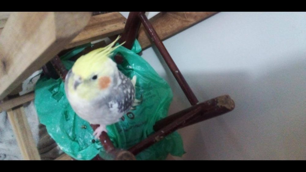 Imagem referente a Calopsita é encontrado no bairro Clarito