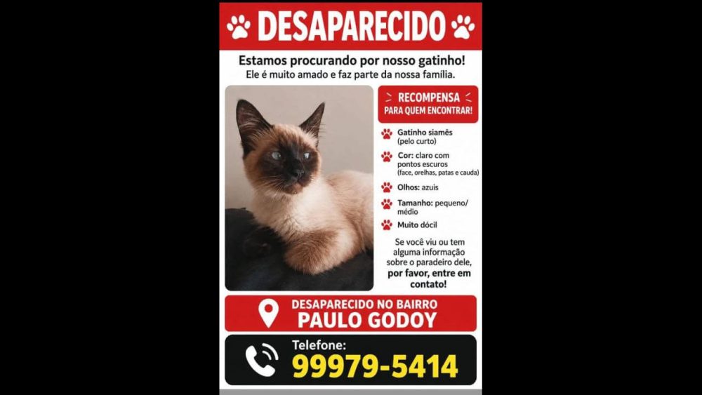Imagem referente a Gato Shelby desapareceu no bairro Esmeralda