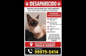 Gato Shelby desapareceu no bairro Esmeralda Gato Shelby desapareceu no bairro Esmeralda