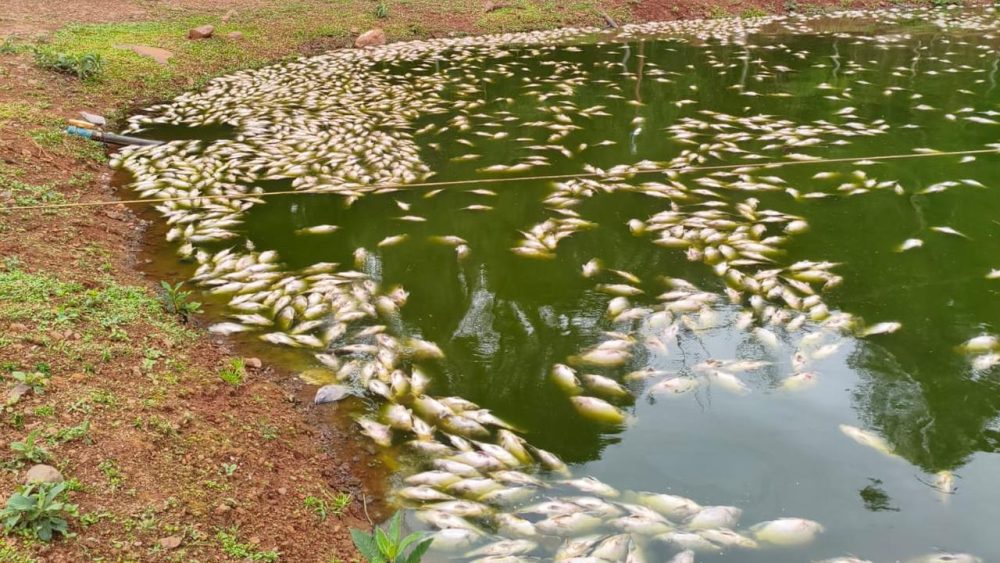 Imagem referente a Apagão após temporal deixa prejuízo para produtor de peixes na Colônia Melissa