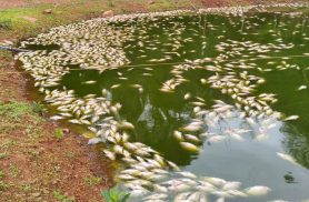 Apagão após temporal deixa prejuízo para produtor de peixes na Colônia Melissa Apagão após temporal deixa prejuízo para produtor de peixes na Colônia Melissa