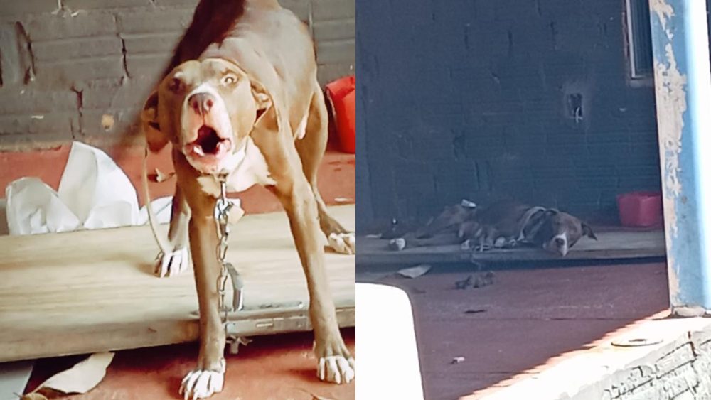 Acorrentada e cercada por fezes: Vizinhos denunciam maus-tratos no Alvorada em Cascavel Imagem referente a Acorrentada e cercada por fezes: Vizinhos denunciam maus-tratos no Alvorada em Cascavel