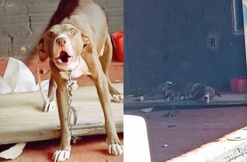 Acorrentada e cercada por fezes: Vizinhos denunciam maus-tratos no Alvorada em Cascavel Acorrentada e cercada por fezes: Vizinhos denunciam maus-tratos no Alvorada em Cascavel