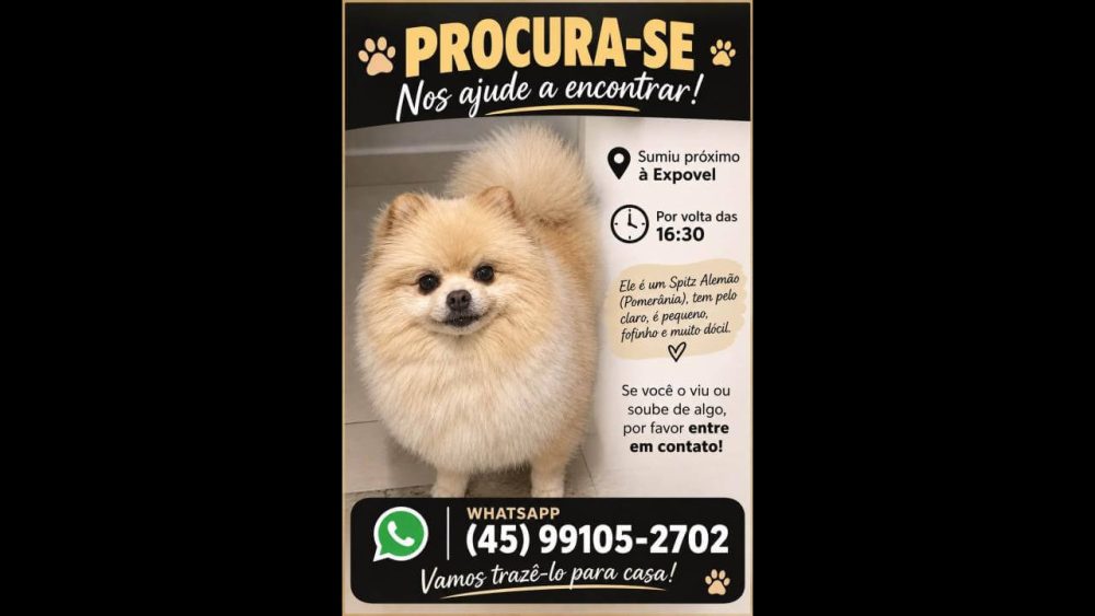 Imagem referente a Cachorro Derly desapareceu no bairro Santos Dumont