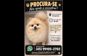 Cachorro Derly desapareceu no bairro Santos Dumont