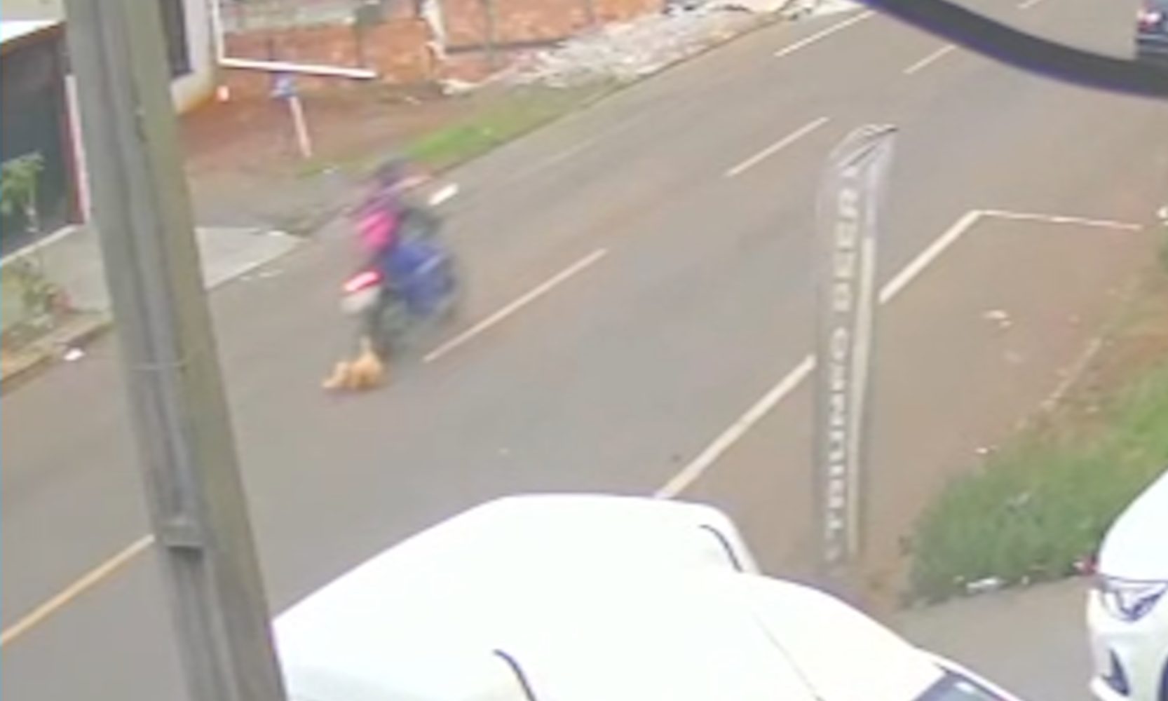 Motociclista atropela cachorrinha e não presta socorro; Instituto faz resgate e pede providências