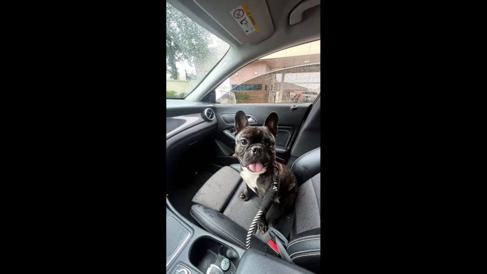 Imagem referente a Cachorro Romeu desapareceu no bairro Santo Onofre