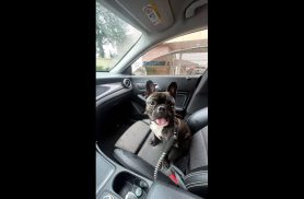 Cachorro Romeu desapareceu no bairro Santo Onofre