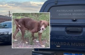 GM e veterinária vão ao local após denúncia de maus-tratos a cachorro em Cascavel