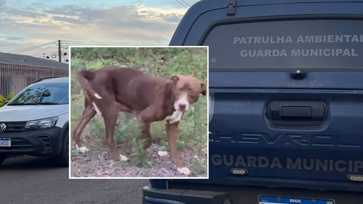 GM e veterinária vão ao local após denúncia de maus-tratos a cachorro em Cascavel