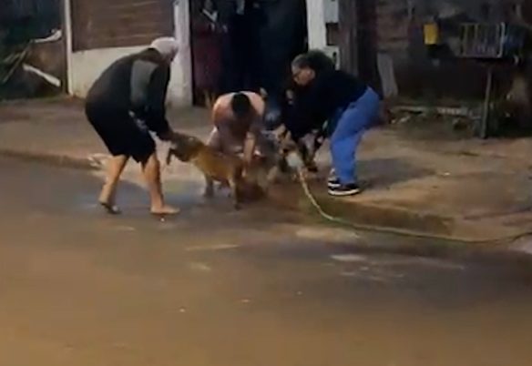 Vídeo impressionante mostra ataque de Pitbull em Cascavel; vizinhos cobram providências urgentes