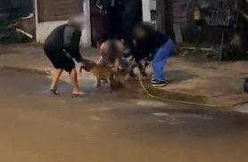 Vídeo impressionante mostra ataque de Pitbull em Cascavel; vizinhos cobram providências urgentes