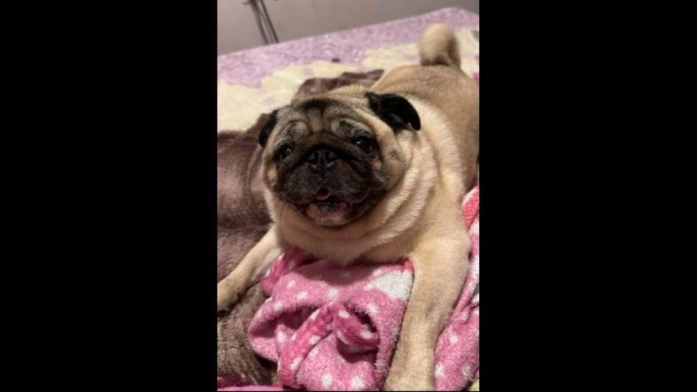 Imagem referente a Cachorro Thor desapareceu no bairro Parque Verde