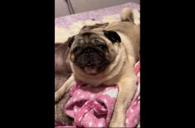 Cachorro Thor desapareceu no bairro Parque Verde