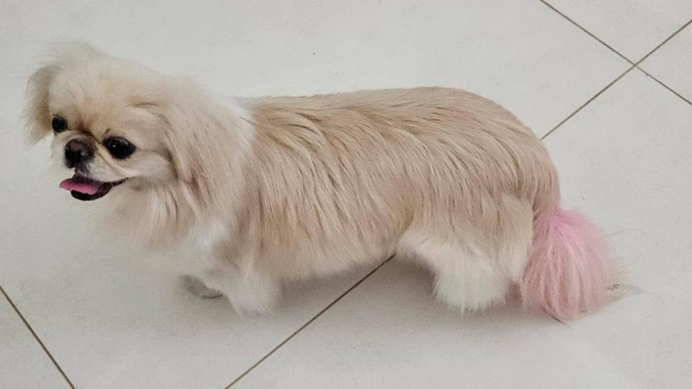 Imagem referente a Cachorra é encontrada no bairro Parque São Paulo