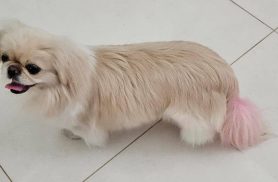 Cachorra é encontrada no bairro Parque São Paulo