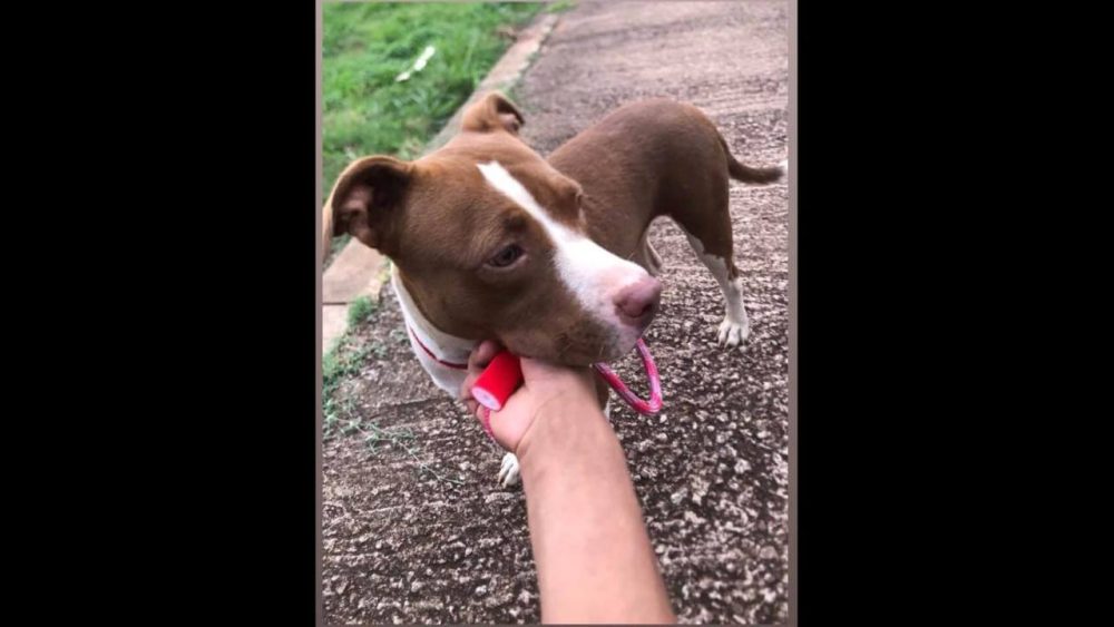 Imagem referente a Cachorra Shiva desapareceu no bairro São Cristóvão