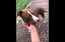 Cachorra Shiva desapareceu no bairro São Cristóvão