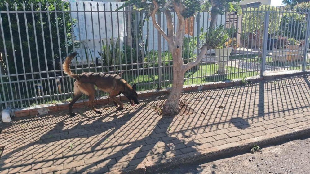 Imagem referente a Cachorro é encontrado no bairro Recanto Tropical