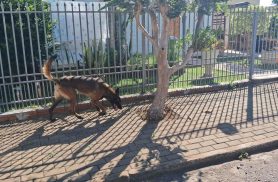 Cachorro é encontrado no bairro Recanto Tropical