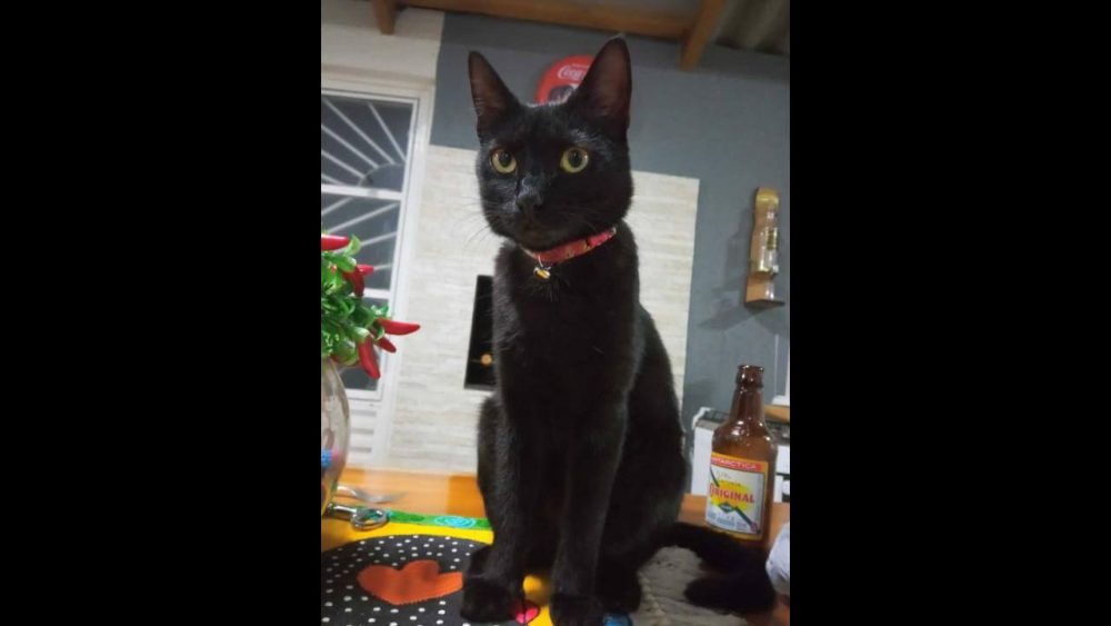 Imagem referente a Gata Athena desapareceu no bairro Parque Verde