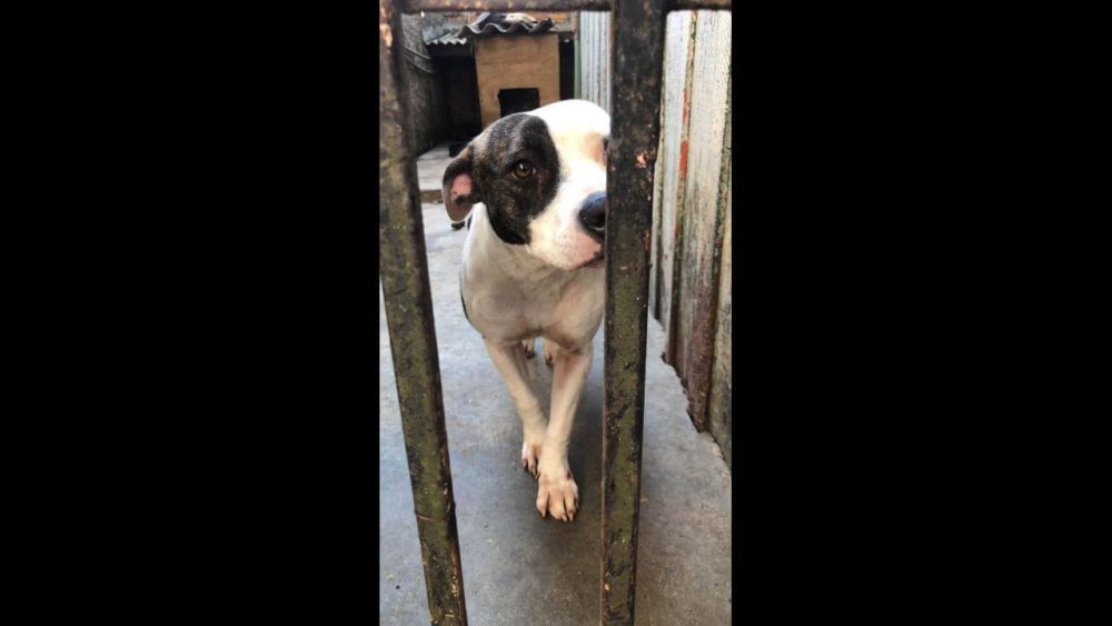 Imagem referente a Cachorra Safira desapareceu no bairro São Cristóvão