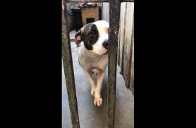 Cachorra Safira desapareceu no bairro São Cristóvão Cachorra Safira desapareceu no bairro São Cristóvão