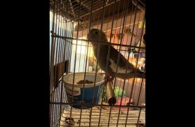 Calopsita é encontrado no bairro Santa Felicidade Calopsita é encontrado no bairro Santa Felicidade